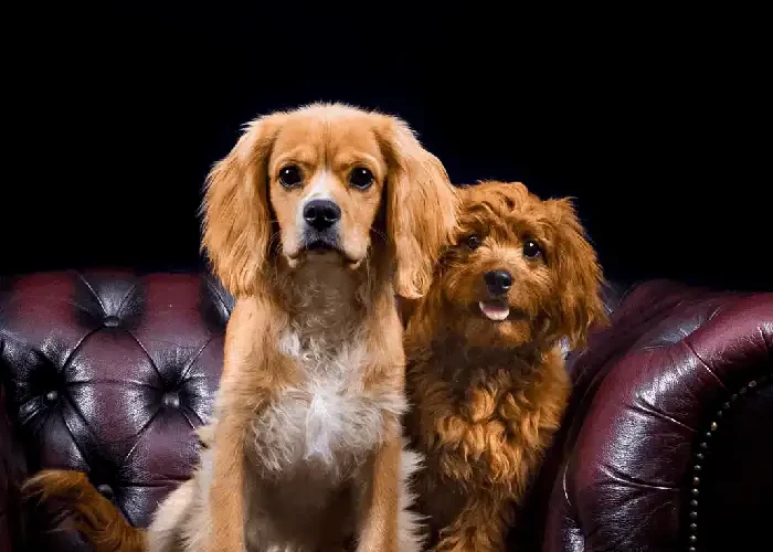 Pet Photography