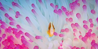 Pink anemonefish in the Great Barrier Reef Queensland Australia fine art print