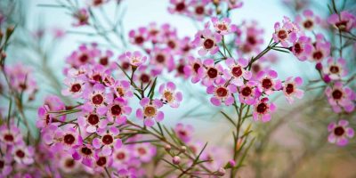 Geraldton wax flowers in Northern Heathlands Western Australia fine art print