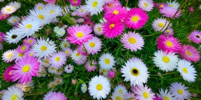 Colourful paper daisy flowers in Northern Heathlands Western Australia Australia fine art print