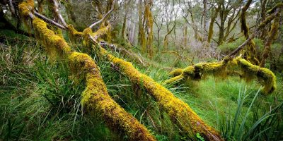 Gondwana rainforest landscape in New England High Country New South Wales Australia fine art print