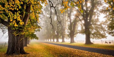 Autumn mist landscape in New England High Country New South Wales Australia fine art print