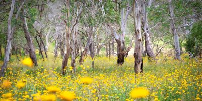 Bright yellow paper flowers arranged as a bouquet titled Eucalyptus Gold fine art print