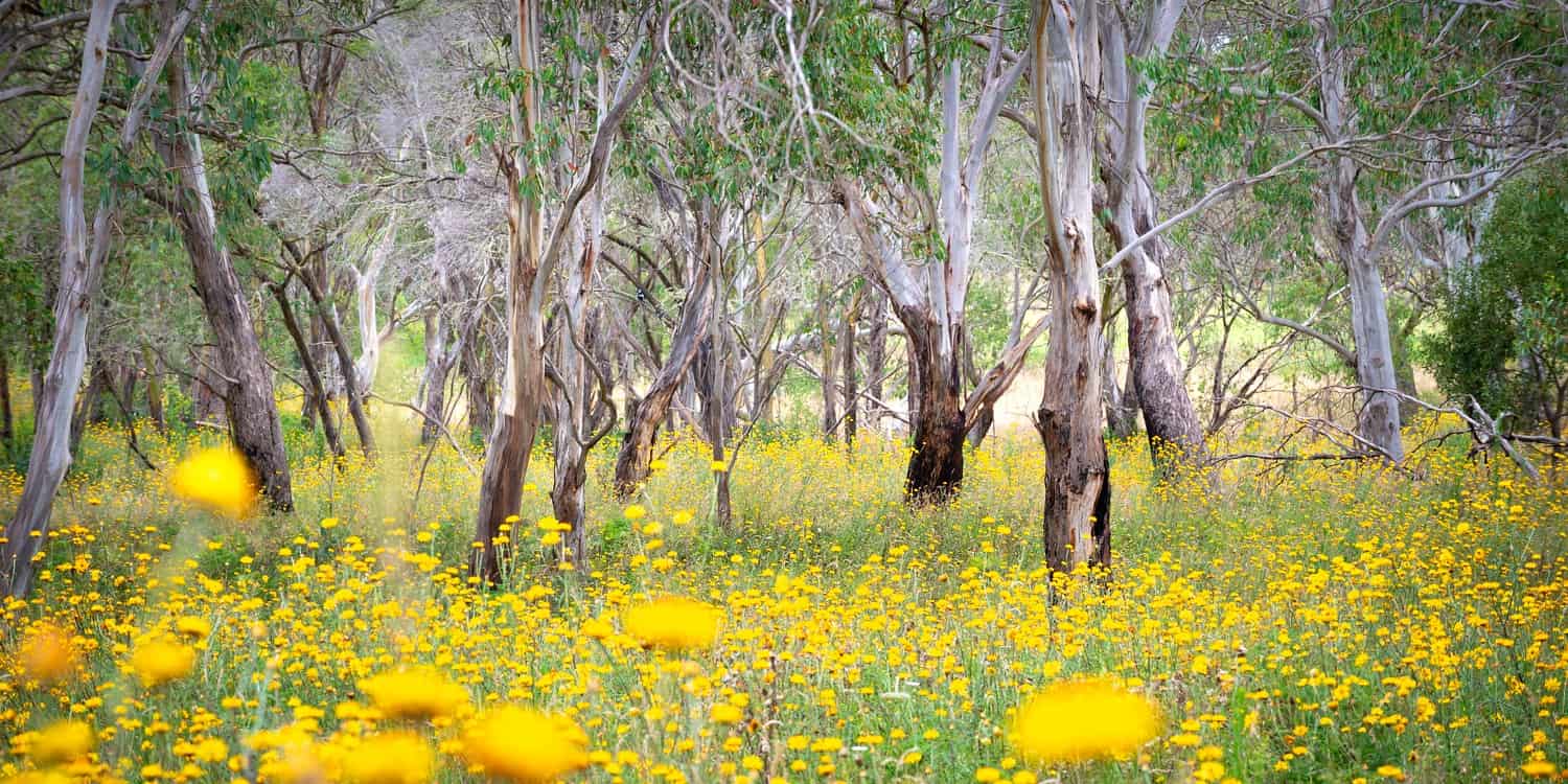 Bright yellow paper flowers arranged as a bouquet titled Eucalyptus Gold fine art print