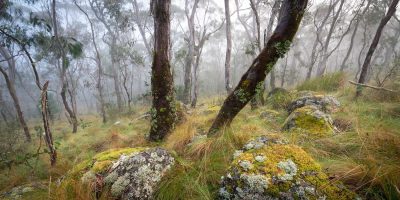 Snow gum trees in the New England High Country New South Wales Australia bathed in soft light fine art print