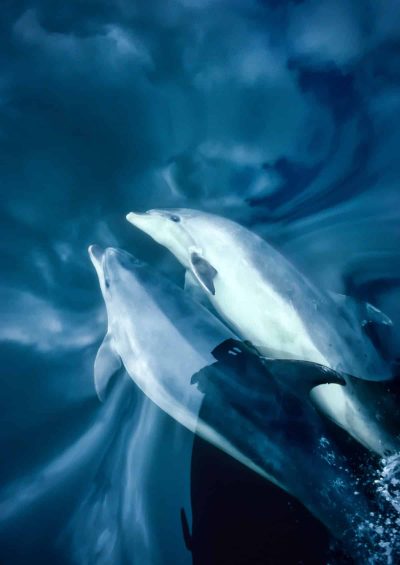 Oceanic bottlenose dolphins swimming beneath a glassy calm surface with cloud reflections Doubtful Sound Fiordland New Zealand fine art print
