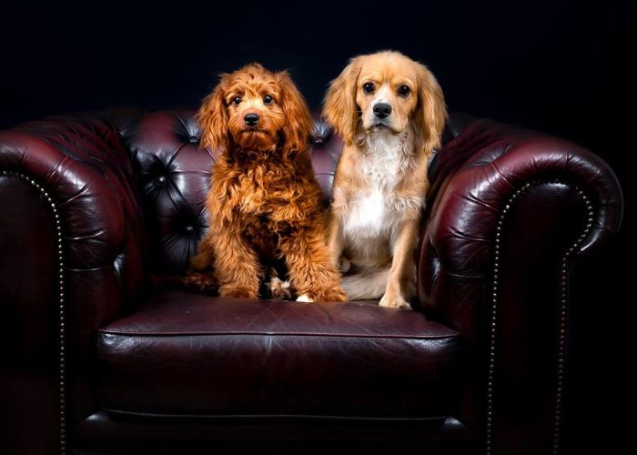 Two small ginger dogs sitting on a leather lounge
