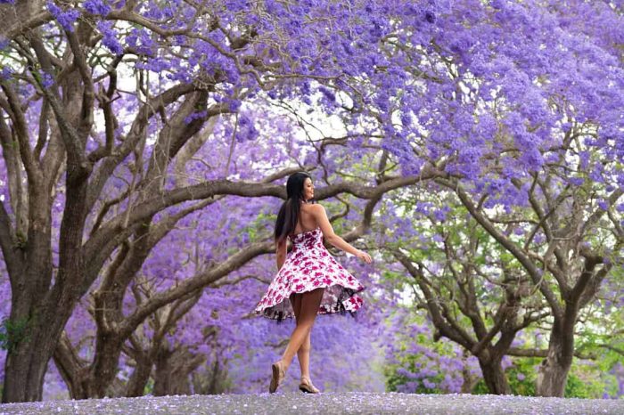 Lifestyle portrait of girl in colourful dress walking along jacaranda-lined avenue with purple flowers in bloom