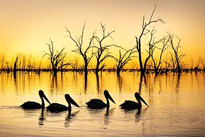 Australian Pelicans during sunset at Menindee Lakes in outback New South Wales, Australia