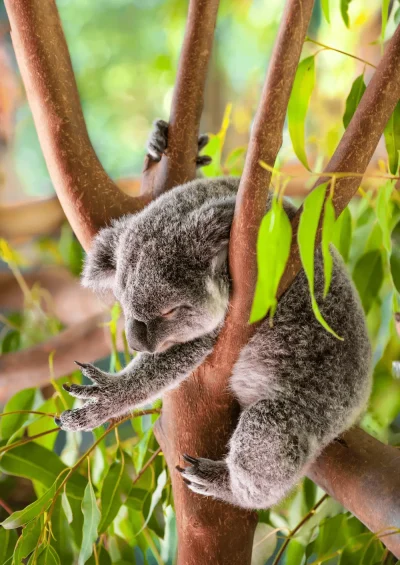 Koala sleeping in a eucalyptus tree South-east Queensland Australia fine art print