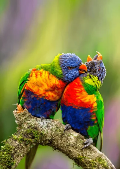 Rainbow Lorikeets in Mid North Coast New South Wales Australia fine art print