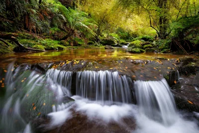 Gondwana Rainforest stream in New England High Country New South Wales Australia fine art print