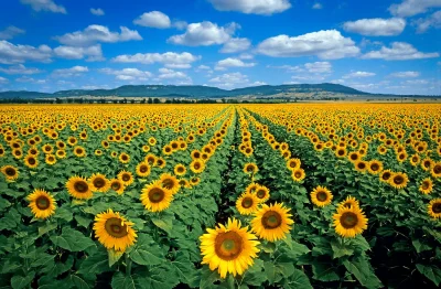 Field of wildflowers in Spring Ridge New South Wales Australia fine art print