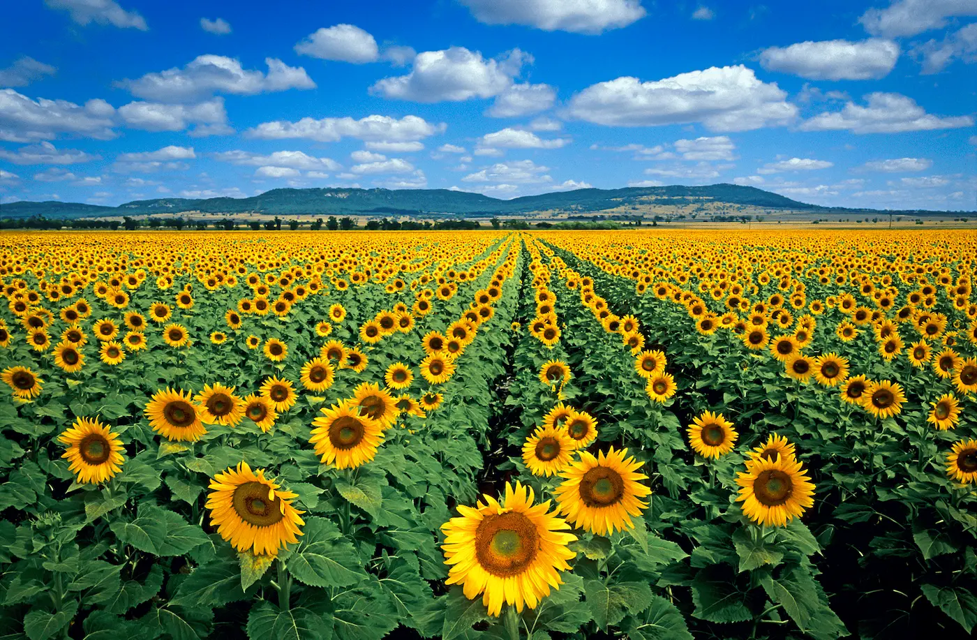 Field of wildflowers in Spring Ridge New South Wales Australia fine art print
