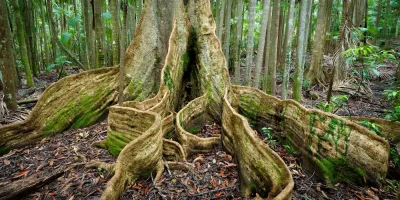 Buttress roots of a Blue Quandong Fig Tree in Boambee Valley New South Wales Australia fine art print