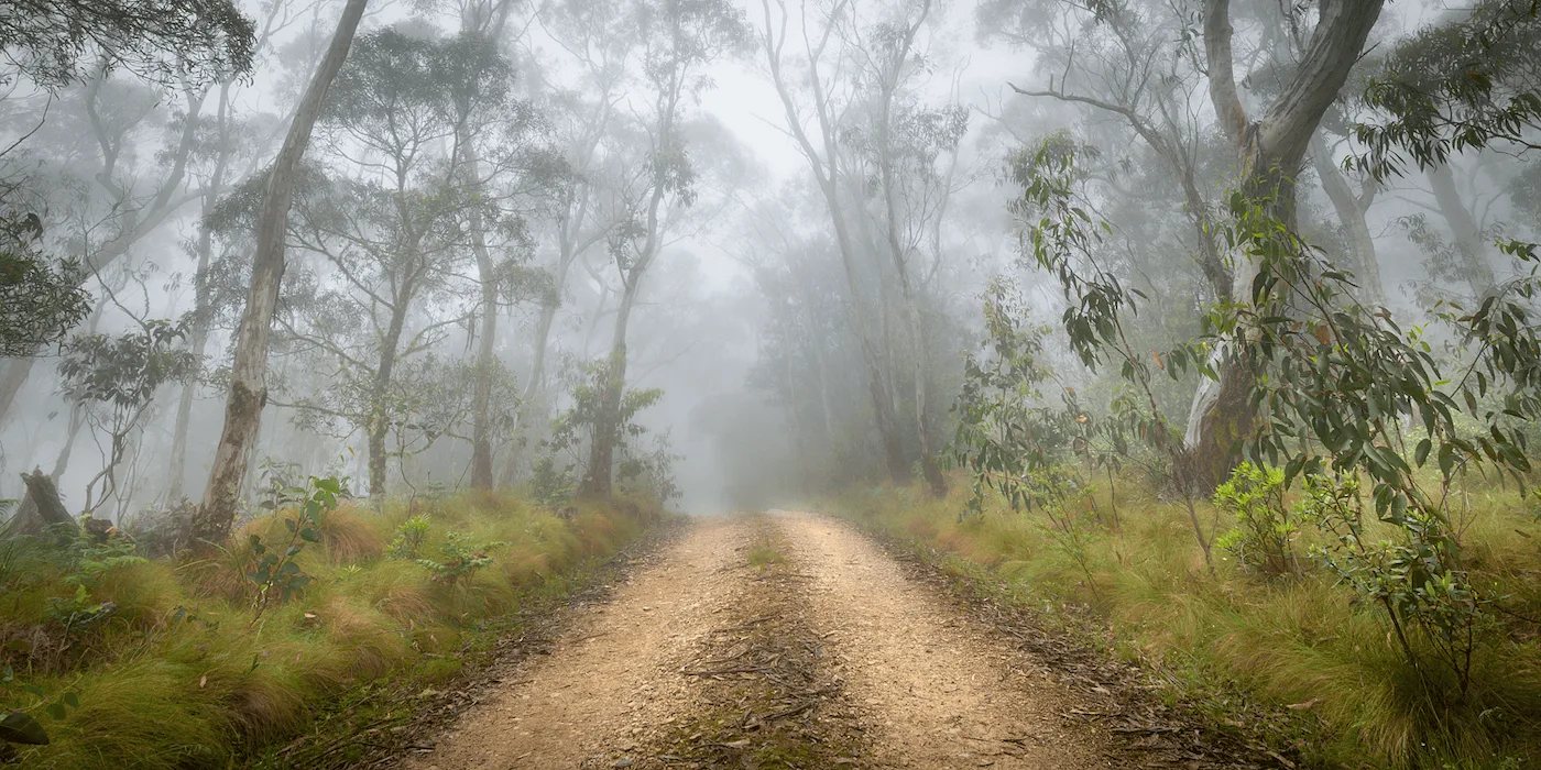 Misty forest path through New England High Country New South Wales Australia fine art print