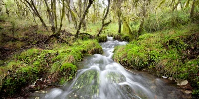 Lush Gondwana Rainforest in New England High Country New South Wales Australia with dense foliage and filtered sunlight fine art print