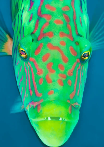 Cheek-lined wrasse looking directly into the camera with vibrant colors Indo-West Pacific Ocean fine art print