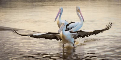 Australian pelicans taking flight over the Central Coast New South Wales Australia fine art print