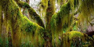 Lush Gondwana rainforest in the New England High Country New South Wales Australia with dense foliage and filtered light fine art print