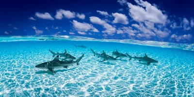 Black-tip reef sharks swimming in a coral lagoon at the Blue Lagoon Cocos Keeling Islands Western Australia fine art print