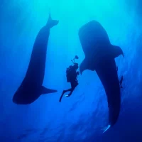 Underwater photographer photographing whale sharks
