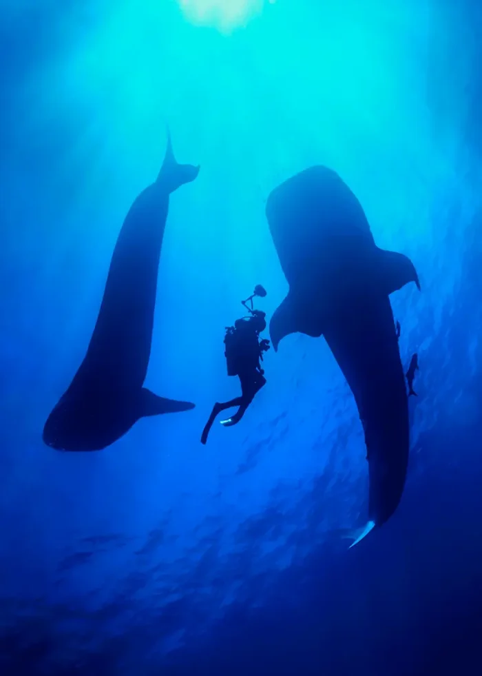 Underwater photographer photographing whale sharks