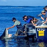People on a boat interacting with a display of great white shark jaws