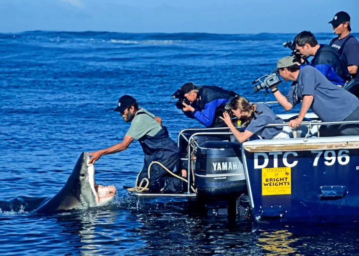 People on a boat interacting with a display of great white shark jaws