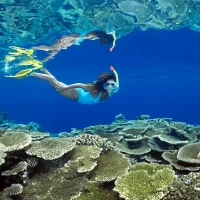 Snorkeller swimming underwater observing a coral reef