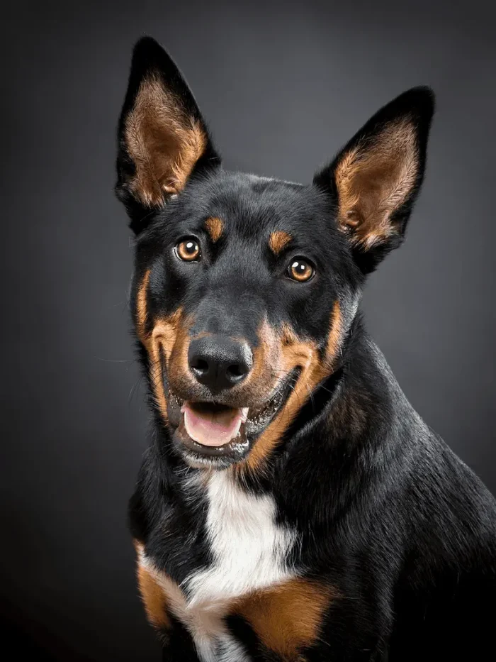 Portrait of a Kelpie dog