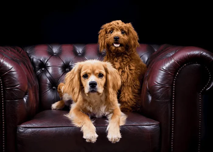 Two small dogs, one ginger and one brown, on a leather lounge, one lying and one sitting