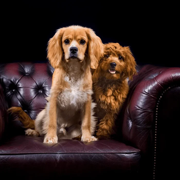 Two small dogs, one ginger and one brown, sitting on a leather lounge