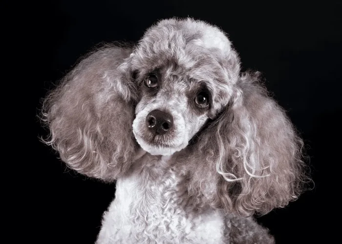 Headshot portrait of a white and brown poodle
