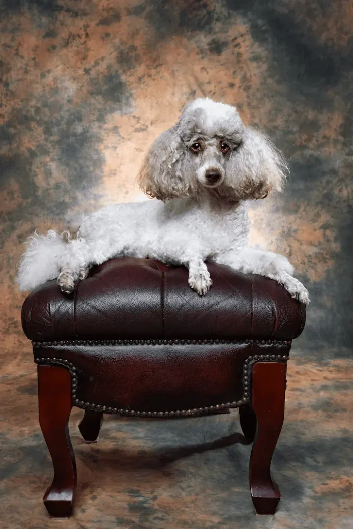 White and brown poodle sitting on a leather footstool in studio