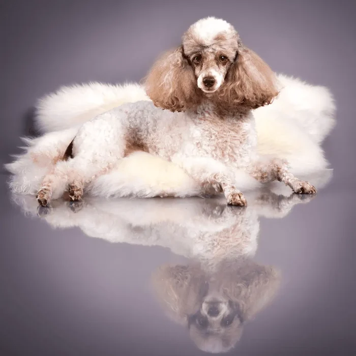 White and brown poodle lying on a fluffy rug with floor reflection in studio