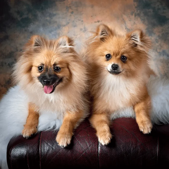 Two Pomeranians sitting on a lounge