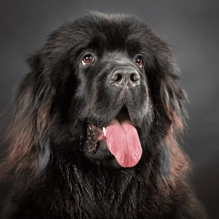 Portrait of a happy dog with its tongue hanging out