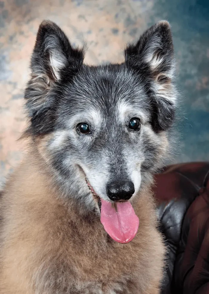 Studio portrait of a dog
