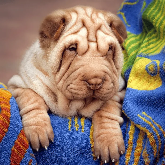 Portrait of a Shar Pei puppy leaning over a chair