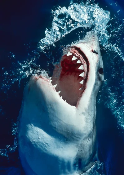 Great white shark breaking the surface of the Southern Ocean Australia jaws open showcasing its powerful presence fine art print
